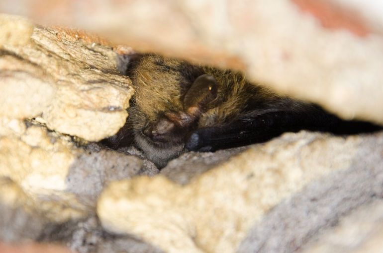 Tijdens de winterslaap speuren vrijwilligers van het NEM-meetprogramma Wintertellingen Vleermuizen naar overwinterende vleermuizen. Die vinden ze soms diep weggekropen in spleten