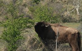 Wisent Kraansvlak