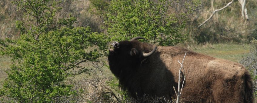 Wisent Kraansvlak