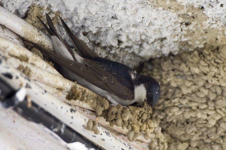 Huiszwaluwen metselen hun nest van bolletjes vochtige klei en zand 