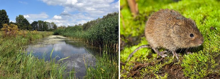 In de zomer kleuren lange delen van de sloten wit of geel door respectievelijk Stijve waterranonkel en Groot blaasjeskruid. In en om deze sloten zijn meerdere bijlage IV-soorten aangetroffen die ook buiten Natura 2000-gebieden strikt beschermd zijn, zoals de Platte schijfhoren en de Noordse woelmuis (rechts)