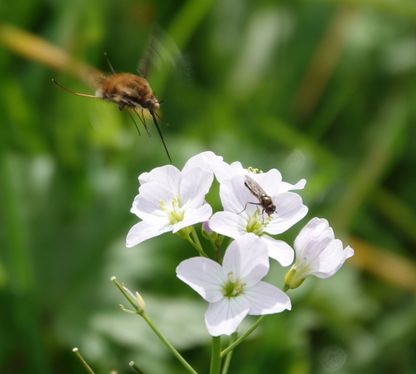 Pinksterbloem met bezoekers