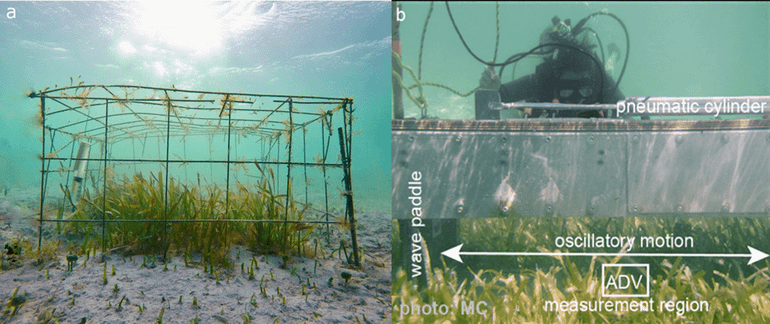   a) To simulate the 'no grazing' scenario, cages were used to prevent turtles from accessing the seagrass.  b) Innovative underwater flow channels, developed by co-authors from the Netherlands Institute for Marine Research (James et al. 2020), were used to measure the stability of the sediment - one of the ecosystem functions studied