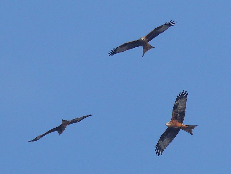 Rode wouwen boven de Maatheide, België