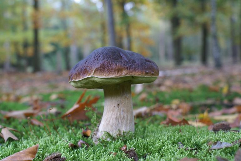 Eekhoorntjesbrood is goed herkenbaar aan de dikke steel en de 'geroosterde' hoed