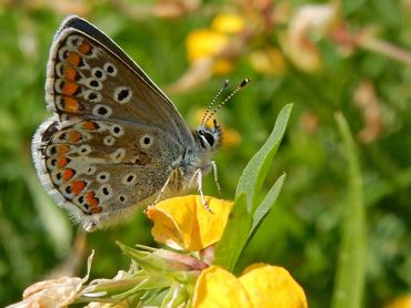 Eén van de dertien soorten boerenlandvlinders in ons land is het bruin blauwtje. Deze vlinder komt in bloemrijke terreinen voor waar de waardplant ooievaarsbek groeit.