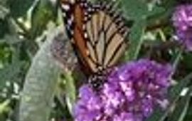 Monarchvlinder klein