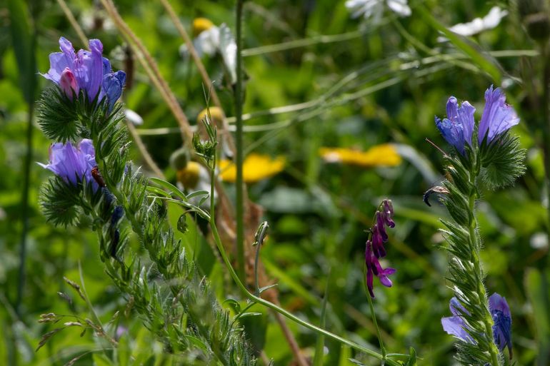 Kruidenrijk grasland