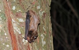 Nyctalus leisleri. Bosvleermuis