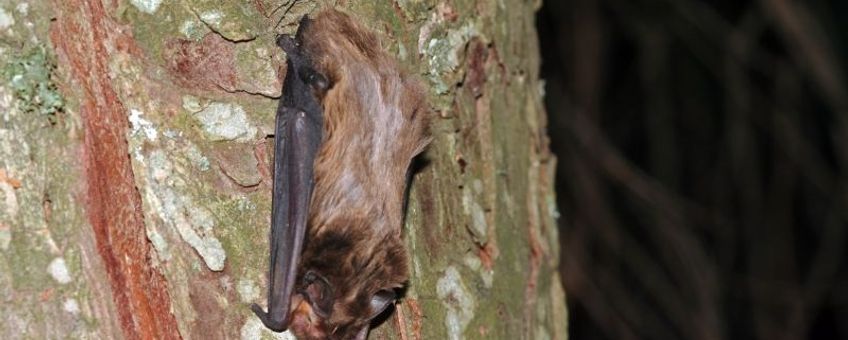 Nyctalus leisleri. Bosvleermuis