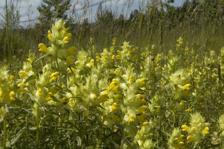 Veld met grote ratelaar