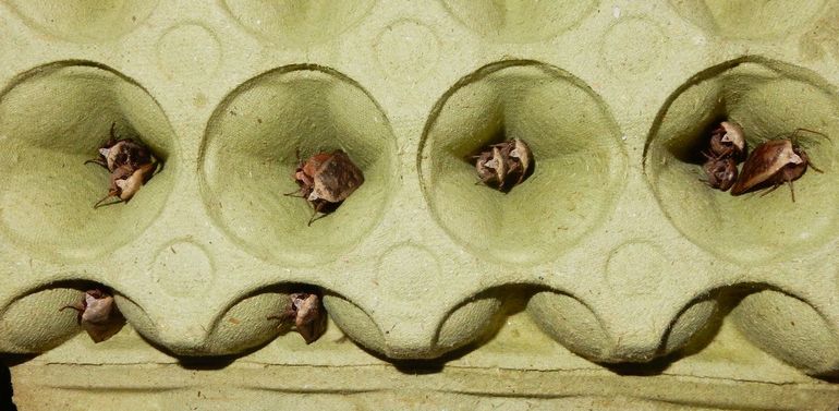 Huismoeders in de eierdoos uit een val. In september werden er meer dan 7000 geteld in het meetnet