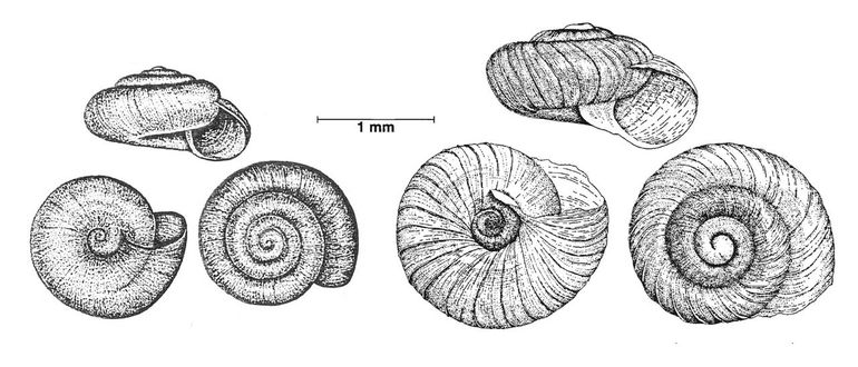 De twee mini-slakjes. Links: Dwergpuntje. Rechts: Duintolletje