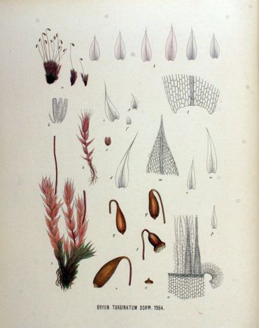 'Tolvormige Knikvrucht' of 'Urnknikmos', zoals deze nu heet, werd al begin vorige eeuw gevonden en nauwkeurig afgebeeld in de Flora Batava