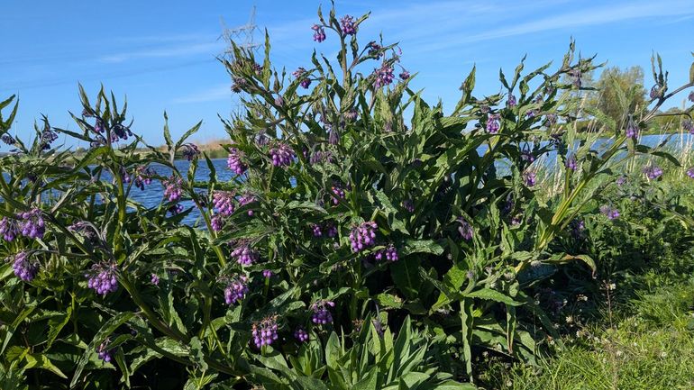 Kijk eens of je de geboorde gaatjes kunt ontdekken in de bloemen van gewone smeerwortel. Ze hebben vaak bruine randjes