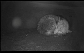 Slapende vos in vossenburcht in Oostvaardersplassen