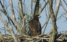 Vincent Wigbels Juveniele zeearend. Foto: Vincent Wigbels, Staatsbosbeheer. GNU-licentie