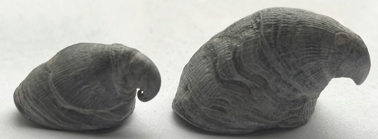 Tweemaal een oeroude fossiele Hongaarse muts. Het linker exemplaar werd onlangs (november 2023) gevonden door Anne Uneken; het rechter exemplaar 11 jaar geleden door haar moeder Petra de Jong. Beide op het strand van Ameland, waar dit een uiterst zeldzame vondst is