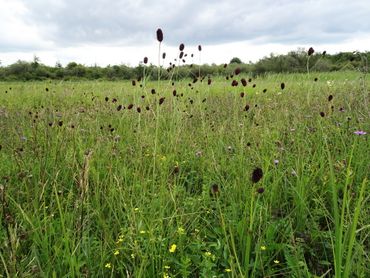 De Moerputten, het leefgebied van het pimpernelblauwtje