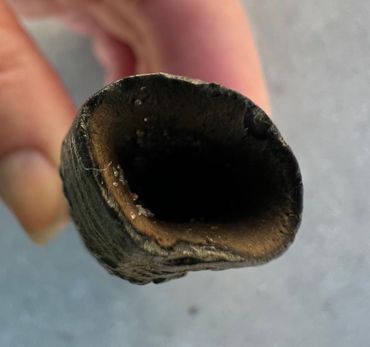 Holle wortel, een kenmerk voor tandwalvissen