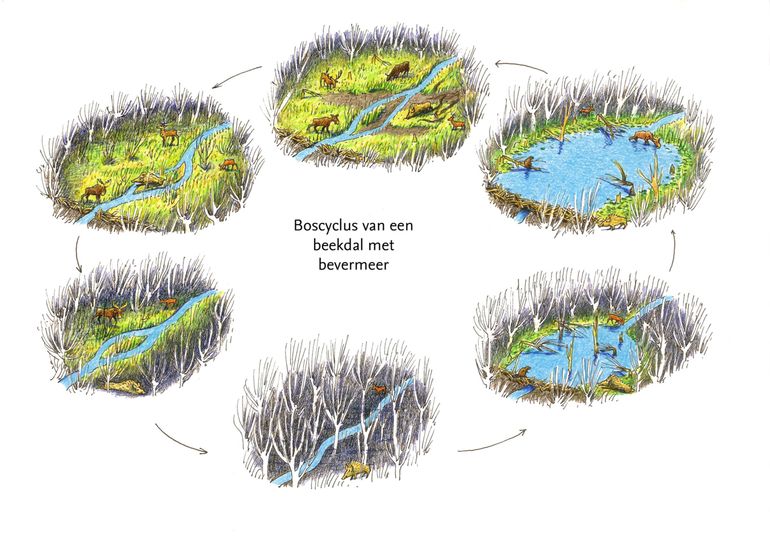 De natuurlijke cyclus van een bevermeer