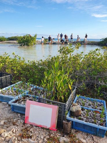 Jonge mangroveplanten worden uitgeplant aan de zuidwestkust van Bonaire, 23 september 2022