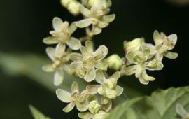 Mannelijke hopbloemen