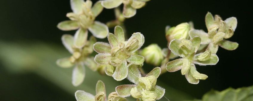 Mannelijke hopbloemen