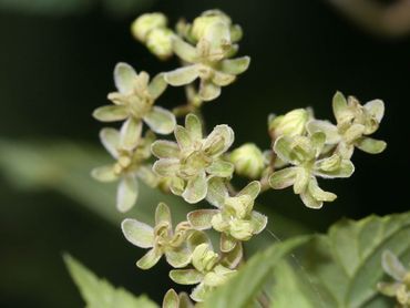 Mannelijke hopbloemen