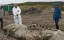 voor eenmalig gebruik, het dwergvinviskarkas op Sylt