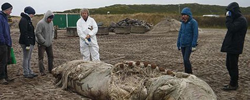 voor eenmalig gebruik, het dwergvinviskarkas op Sylt