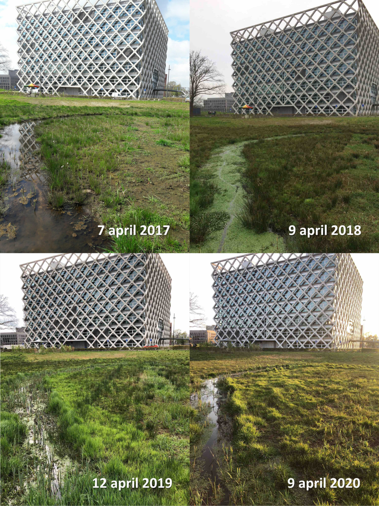 Beek voor Atlasgebouw Wageningen University rond 9 april 2017, 2018, 2019 en 2020