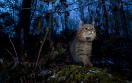 Klaus Echle, Nature in Stock Wilde kat EENMALIG GEBRUIK VIA ARK