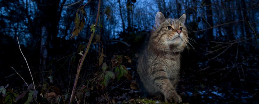 Wilde kat EENMALIG GEBRUIK VIA ARK