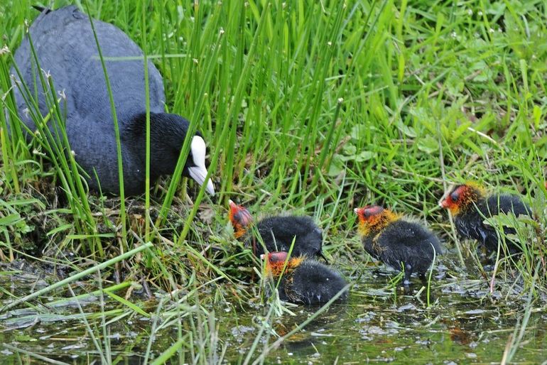 Kleine meerkoetjes gaan gelijk verfomfaaid op pad