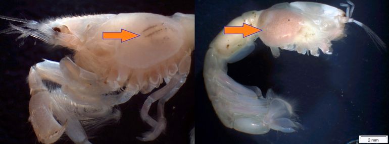 Kreeften met parasitaire pissebedden onder de carapax (pijlen). Links: Upogebia deltaura met een uit de Noordzee nog onbekende, gestreepte zeepissebed. Rechts: Callianassa subterranea met de zeepissebed Pseudione borealis