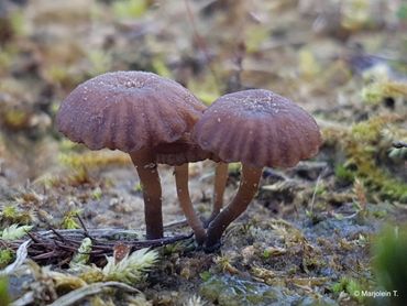 Somber trechtertjes worden geregeld in de buurt van Roze grondschijfjes waargenomen