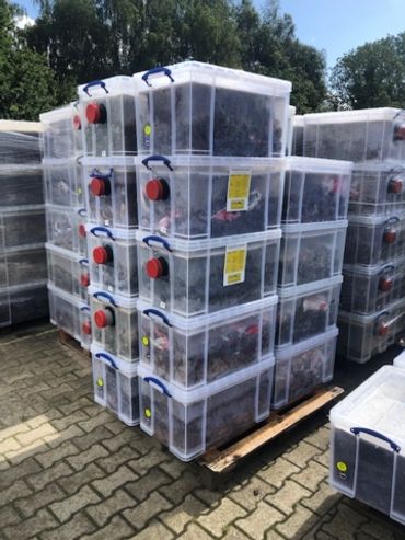 Afvalcontainers met eikenprocessierupsnesten die niet meer verbrand, maar in kisten geplaatst worden