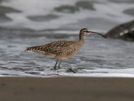 Numenius phaeopus. Regenwulp