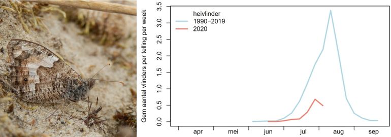 Het aantal heivlinders in de monitoringroutes, rood 2020, blauw gemiddelde van 1990-2019