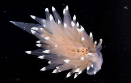 eenmalig gebruik - Witgezoomde knuppelslak Eubranchus linensis, Oosterschelde, 2016. Op dit exemplaar zijn de oranje vlekken en de (onderbroken) witte rand rondom de voet duidelijk te zien