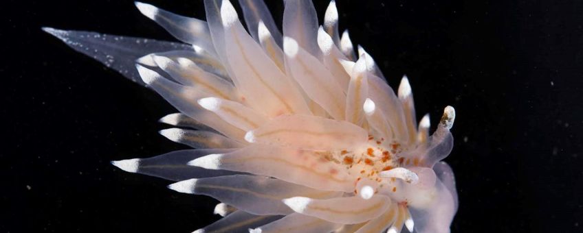 eenmalig gebruik - Witgezoomde knuppelslak Eubranchus linensis, Oosterschelde, 2016. Op dit exemplaar zijn de oranje vlekken en de (onderbroken) witte rand rondom de voet duidelijk te zien