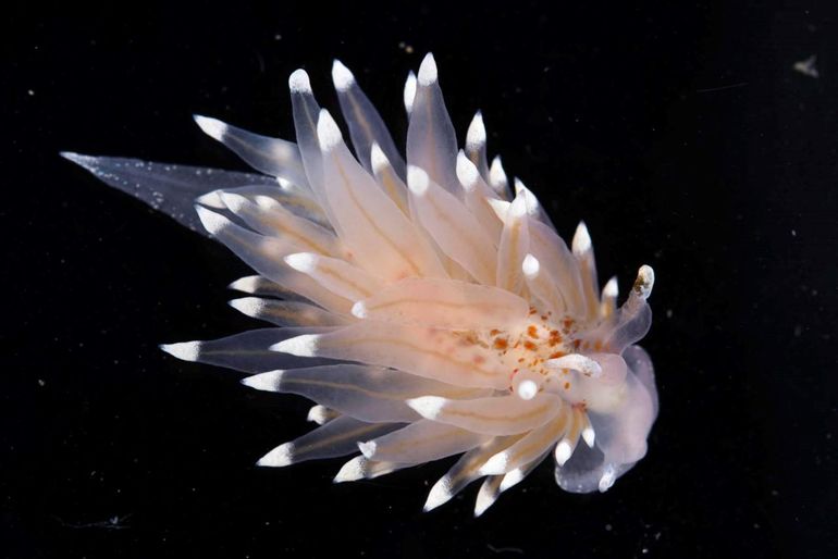 Witgezoomde knuppelslak Eubranchus linensis, Oosterschelde, 2016. Op dit exemplaar zijn de oranje vlekken en de (onderbroken) witte rand rondom de voet duidelijk te zien