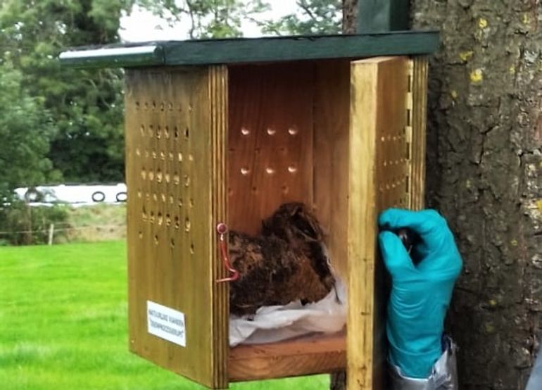 Kast met nest dat geparasiteerd is door sluipvliegen en sluipwespen in de gemeente Westerveld in 2019