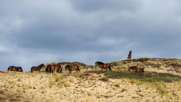 “Exmoorpony's zijn best schuw. Als je hun kant op komt, draven ze vanzelf weg.”