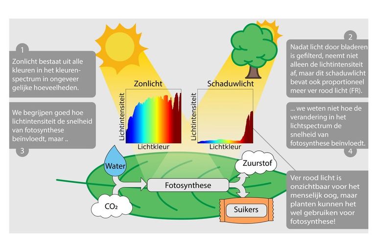 Changes in the light spectrum affect photosynthesis