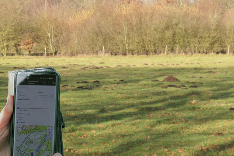 Molshopen tellen tijdens de Mollentelling