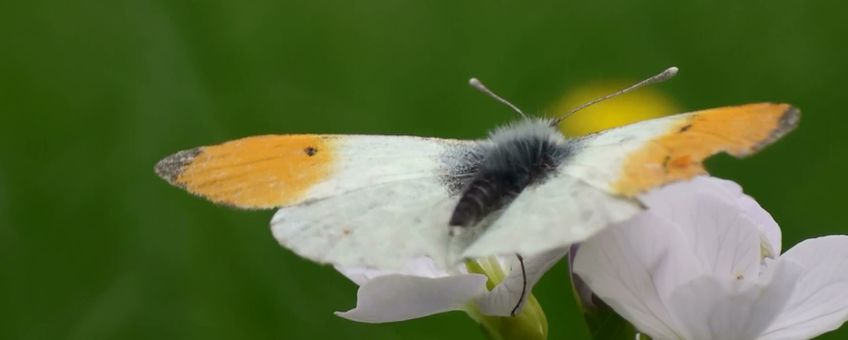 Oranjetipje op pinksterbloem