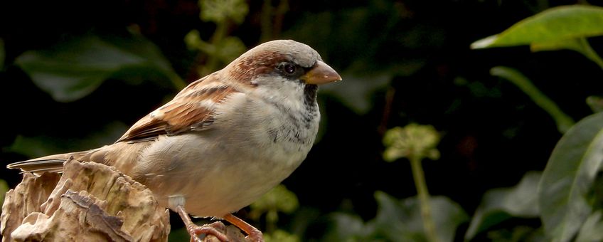 Huismus, mannetje - primair