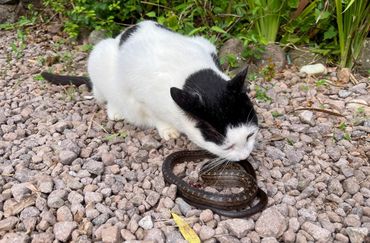 Domestic cat preying on a Red-bellied racer on Saba